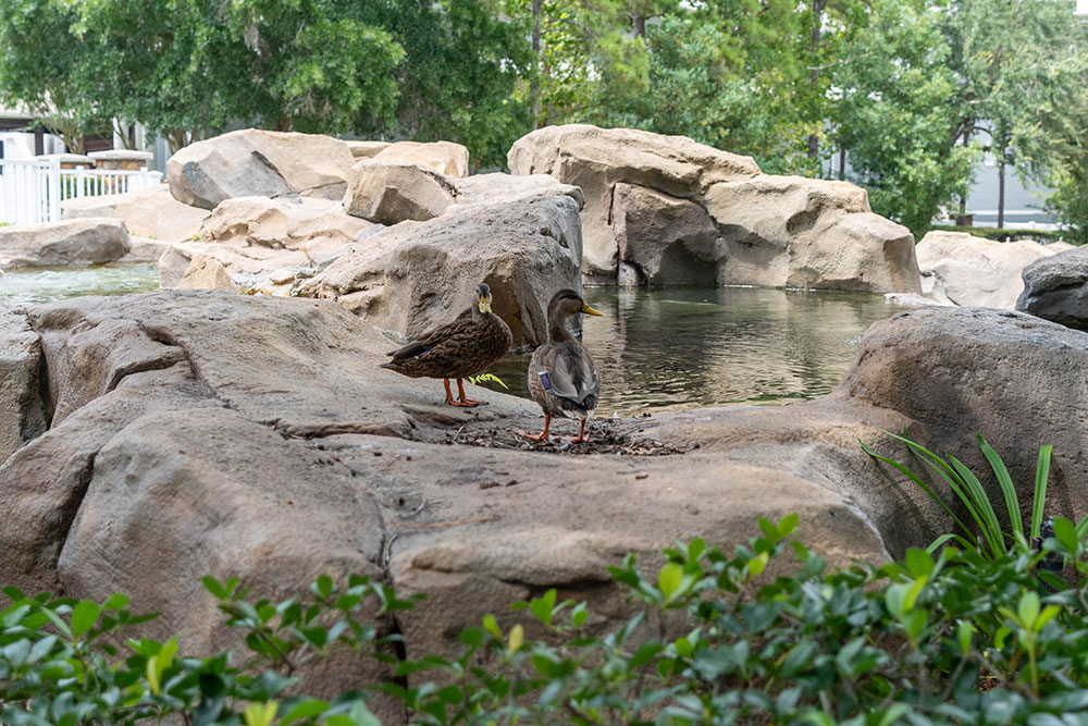 Rocks and pond with birds at Disney